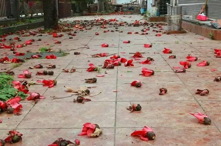 廣西北海：海泰別墅群的拆違，候鳥(niǎo)老人非常支持！為什么