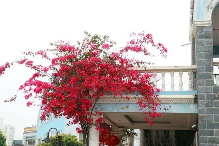 廣西北海：海泰別墅群的拆違，候鳥(niǎo)老人非常支持！為什么