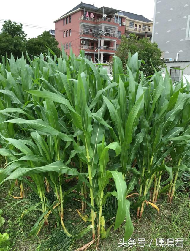 85后小伙子在外地打拼10年回農村老家給爸媽蓋的小別墅~