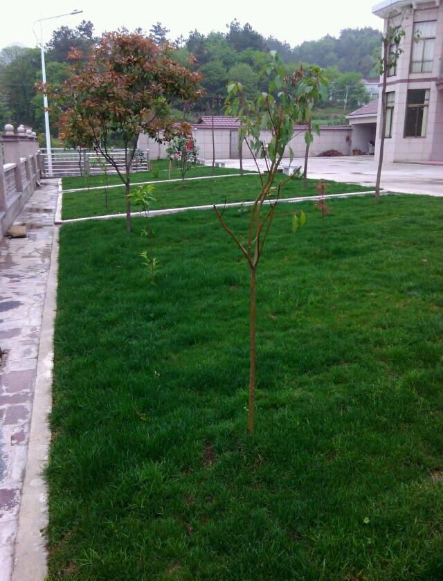 曬曬公公花100多萬的農(nóng)村小別墅，最喜歡院子里的草坪和大魚池！