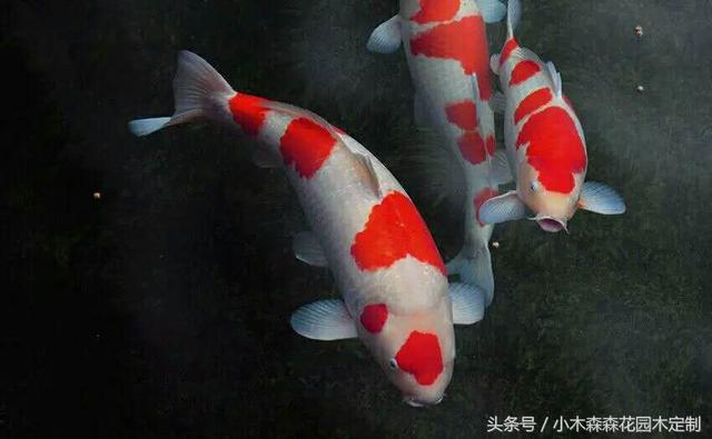 別墅花園之魚池設計