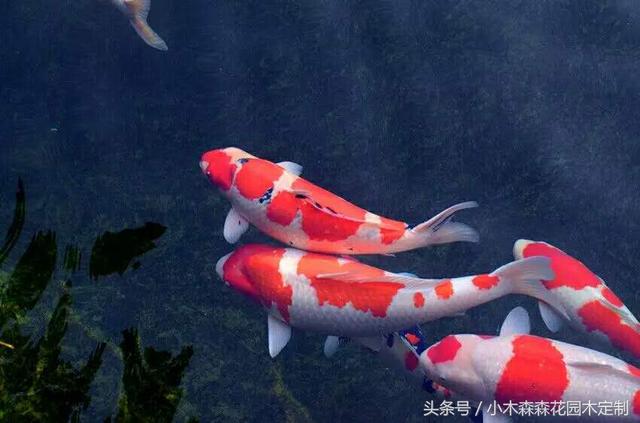 別墅花園之魚池設計