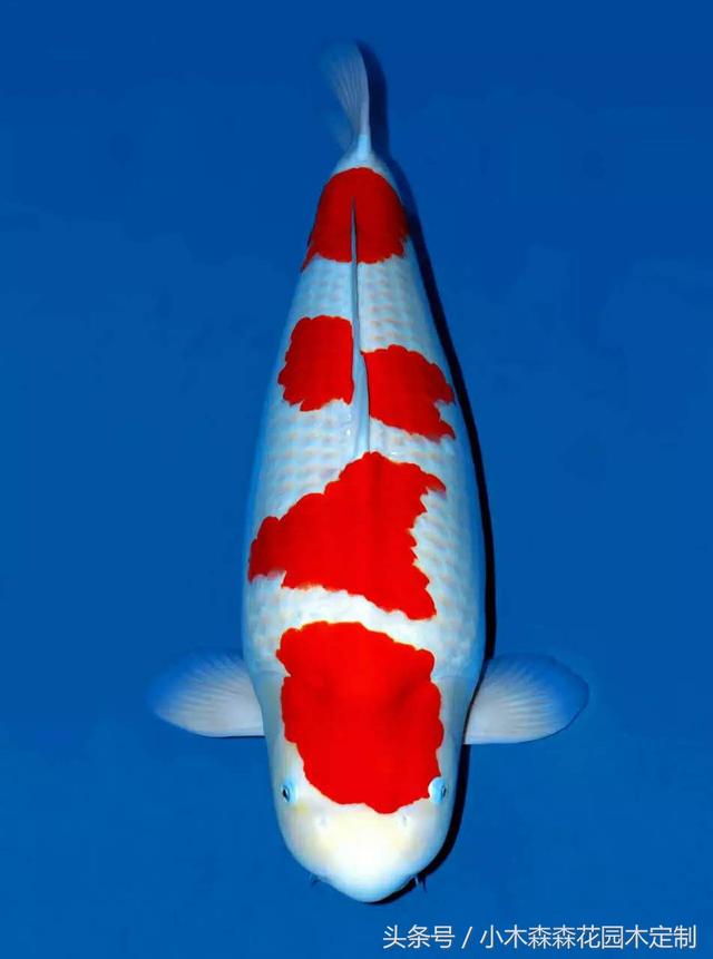 別墅花園之魚池設計