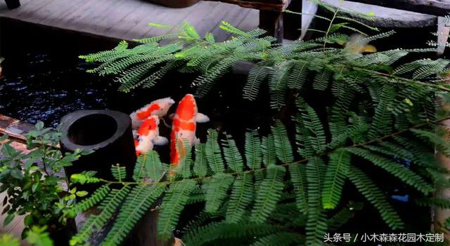 別墅花園之魚池設計