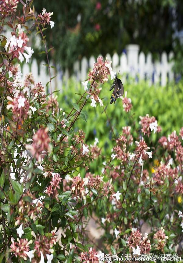 鄉(xiāng)村小別墅的風(fēng)景