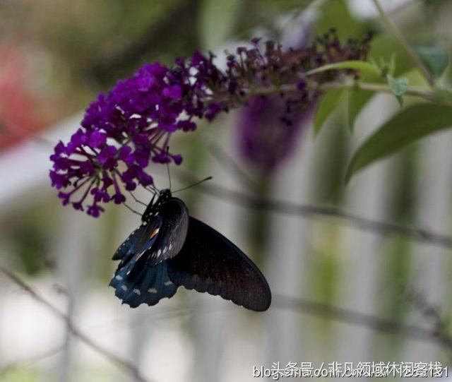 鄉(xiāng)村小別墅的風(fēng)景