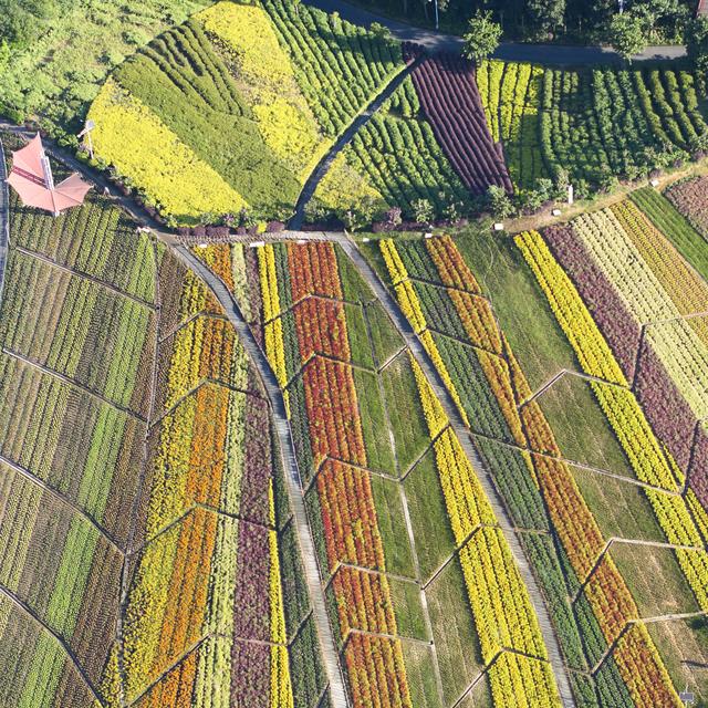 這里有深圳富豪聚居的別墅群，東部華僑城