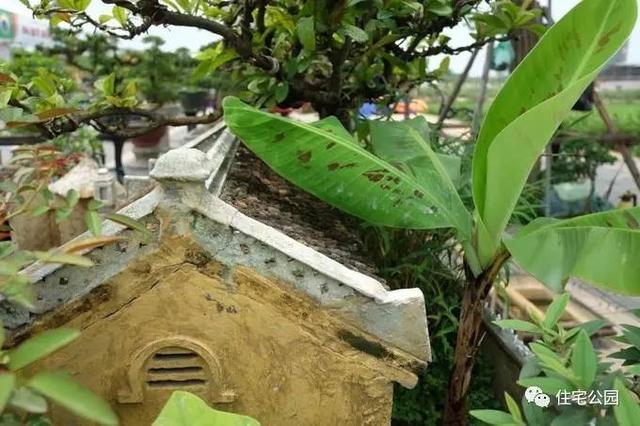 1000元買的農家小院，有樹有水有大瓦房，值么？