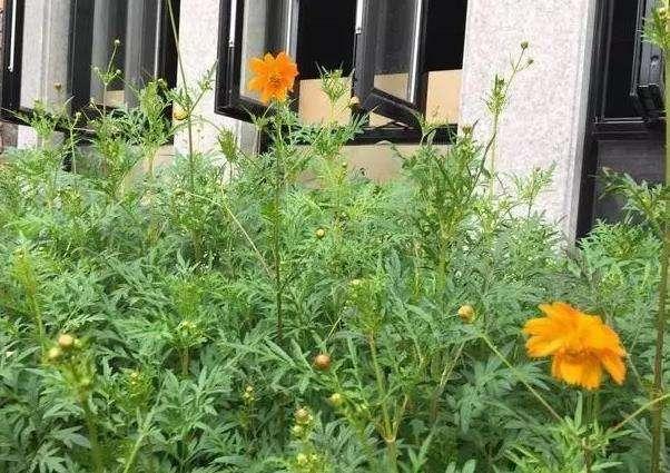 50萬(wàn)的農(nóng)村別墅，公婆這錢(qián)花的值嗎