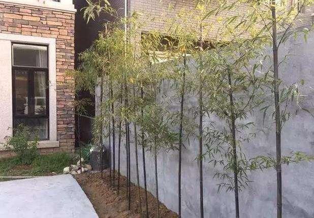 50萬(wàn)的農(nóng)村別墅，公婆這錢(qián)花的值嗎