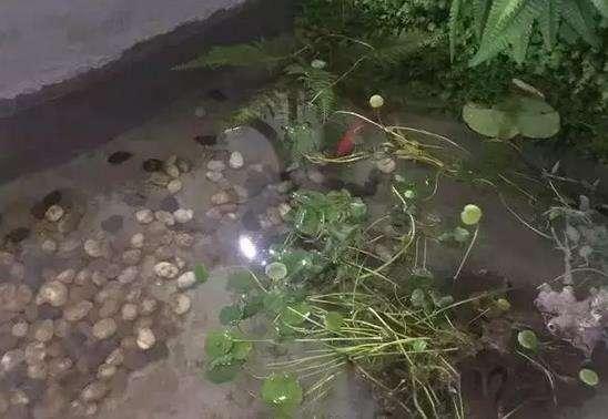 50萬(wàn)的農(nóng)村別墅，公婆這錢(qián)花的值嗎