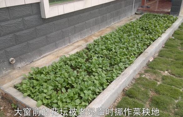 粵西網(wǎng)友建房記錄，讓本想在城里買房的都心動了，改回鄉(xiāng)去建房了