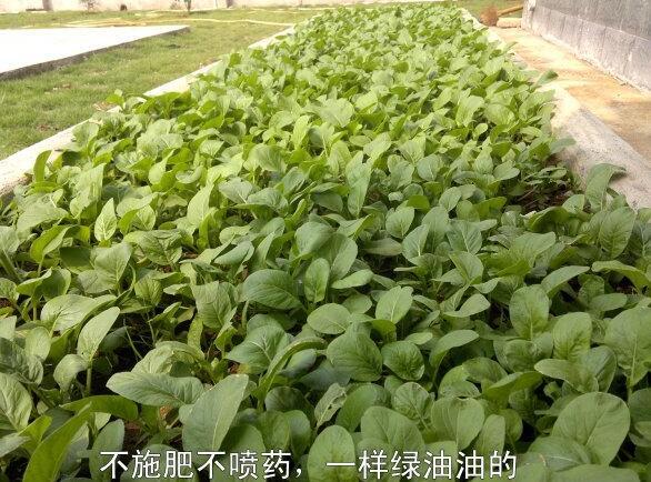 粵西網(wǎng)友建房記錄，讓本想在城里買房的都心動了，改回鄉(xiāng)去建房了