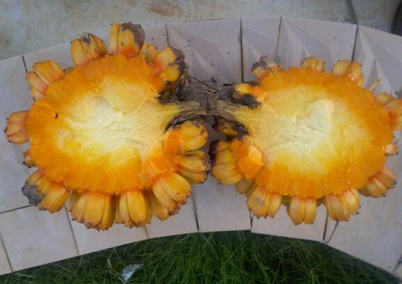 粵西網(wǎng)友建房記錄，讓本想在城里買房的都心動了，改回鄉(xiāng)去建房了