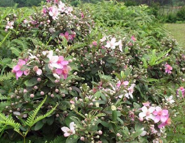 粵西網(wǎng)友建房記錄，讓本想在城里買房的都心動了，改回鄉(xiāng)去建房了