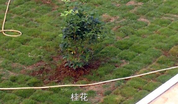 粵西網(wǎng)友建房記錄，讓本想在城里買房的都心動了，改回鄉(xiāng)去建房了