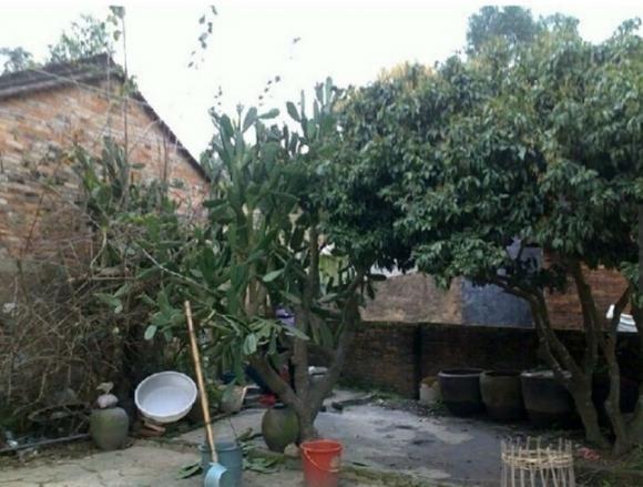 第一次帶女朋友回家嚇跑了丈母娘，小伙花15萬(wàn)把老屋變豪宅