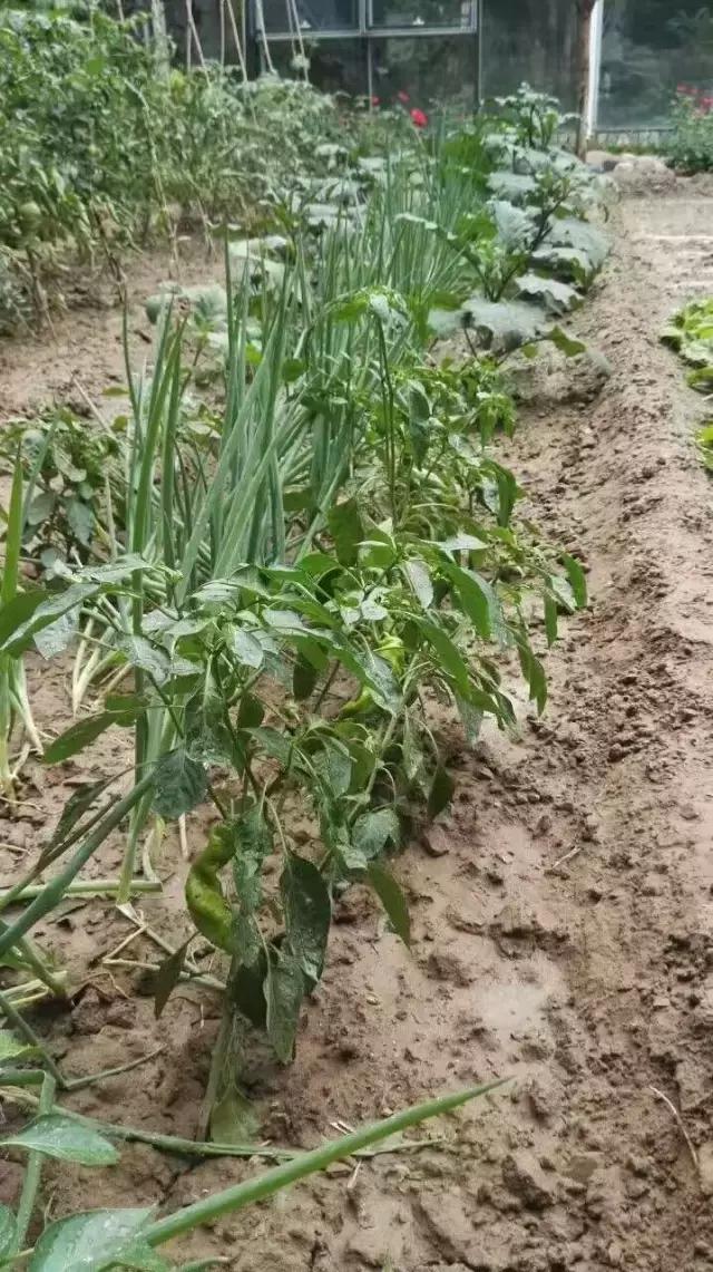 京郊的田園庭院，您也可以擁有