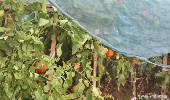 上海兄妹自建兩棟農村別墅，父母住在一層小平房，合適嗎？