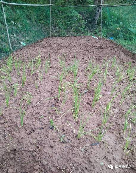 農村小伙自建一層小別墅過程全直播，自建房的可以看看哦