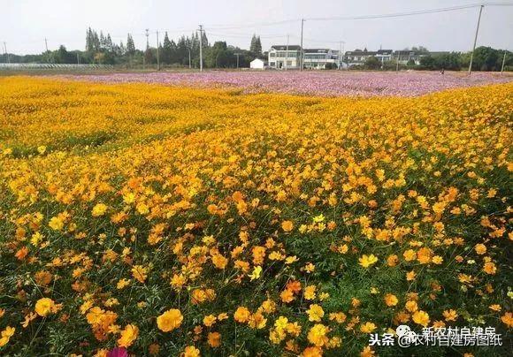 江蘇小伙回農(nóng)村自建別墅，包工包料每瓶1200，村里還有花海、草坪！