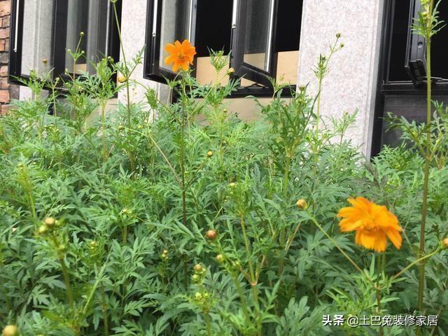 50萬農(nóng)村自建二層小樓，超值，還帶裝修